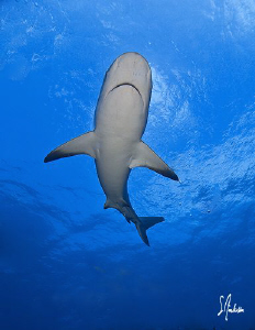 Reef Sharks danced continuously above our heads all after... by Steven Anderson 